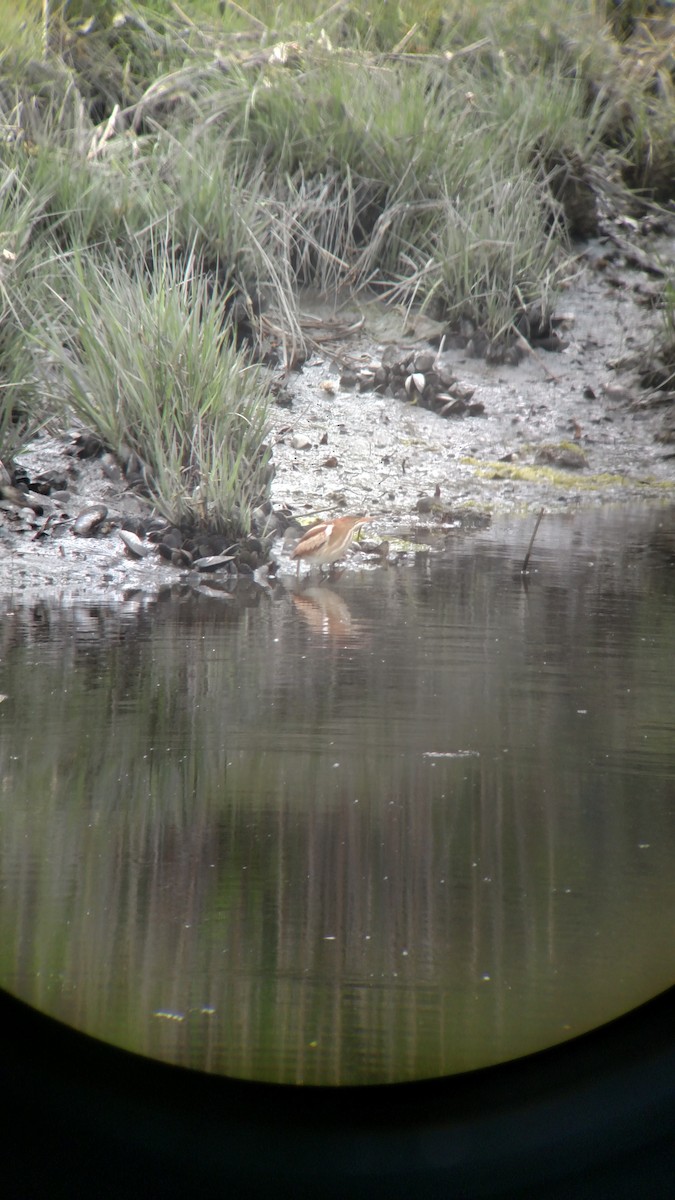 Least Bittern - ML58769321