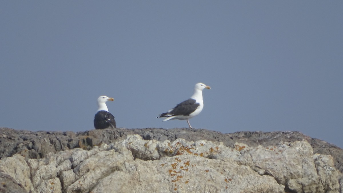 Great Black-backed Gull - ML587693271