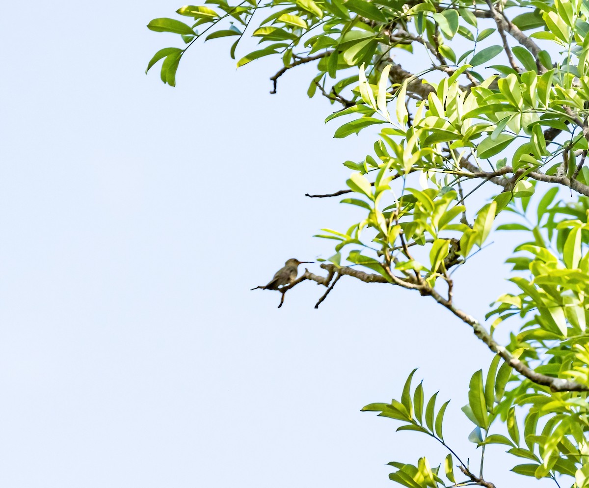 Gilded Hummingbird - Robert Bochenek