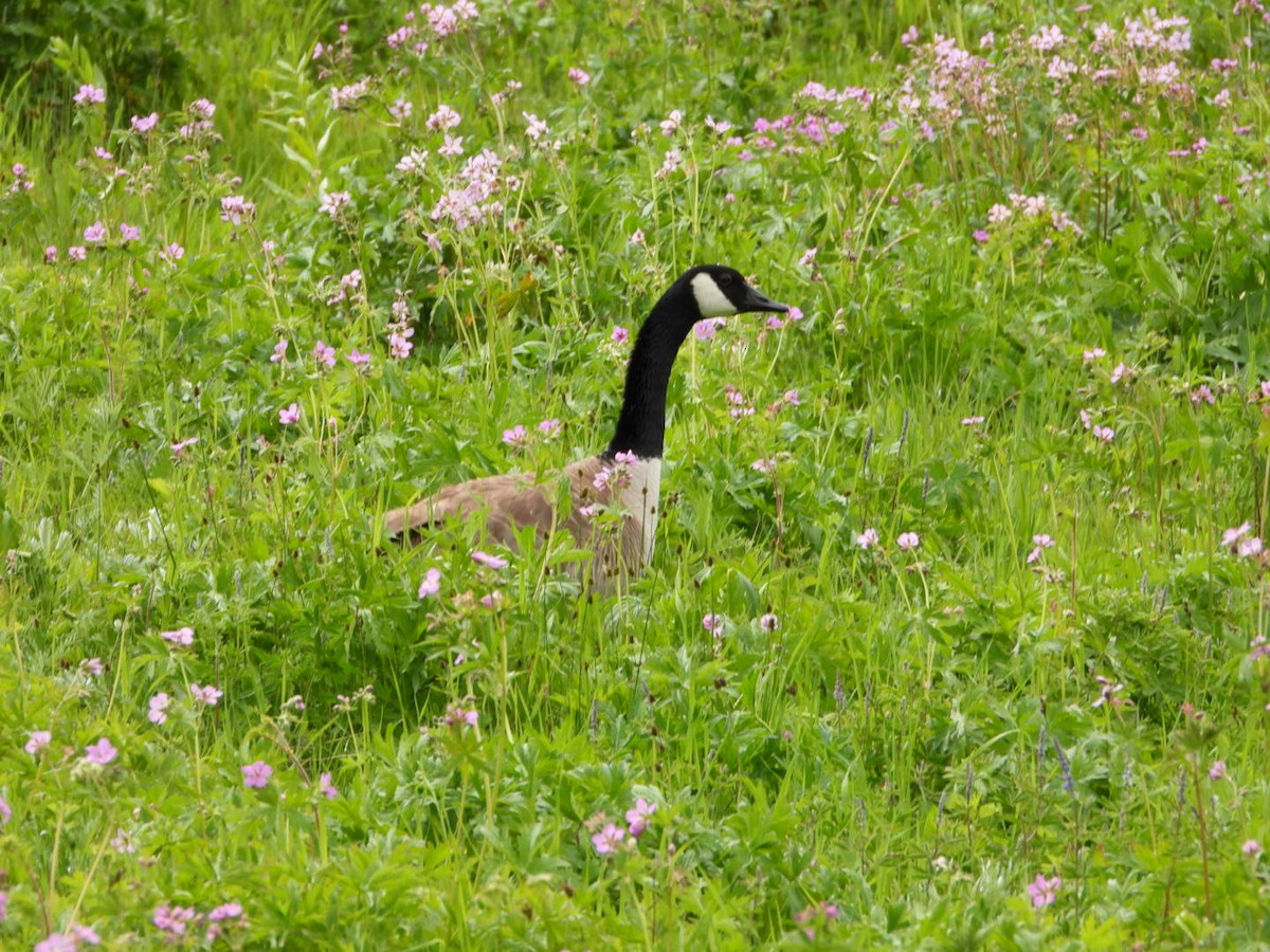 Canada Goose - ML587694331