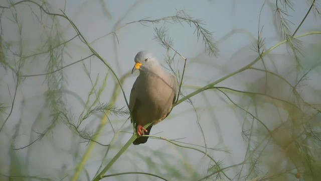 Croaking Ground Dove - ML587695011