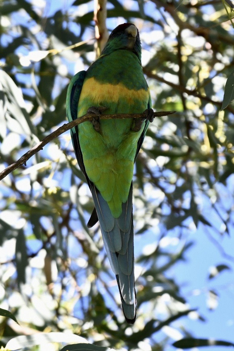 Australian Ringneck - ML587695621