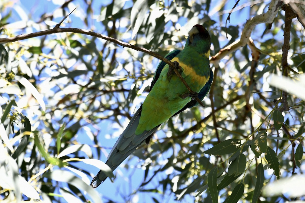 Australian Ringneck - ML587695631