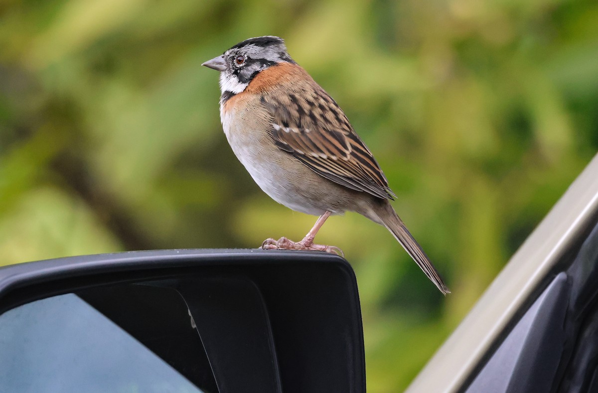 Rufous-collared Sparrow - ML587695871