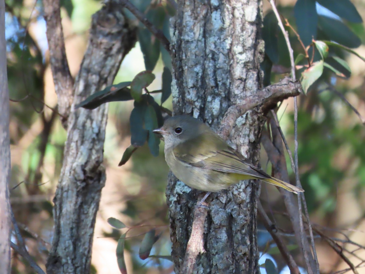 Golden Whistler - ML587696311