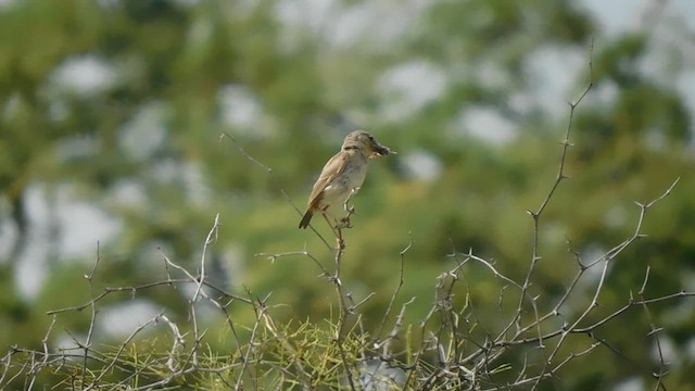 Short-tailed Field Tyrant - ML587696641