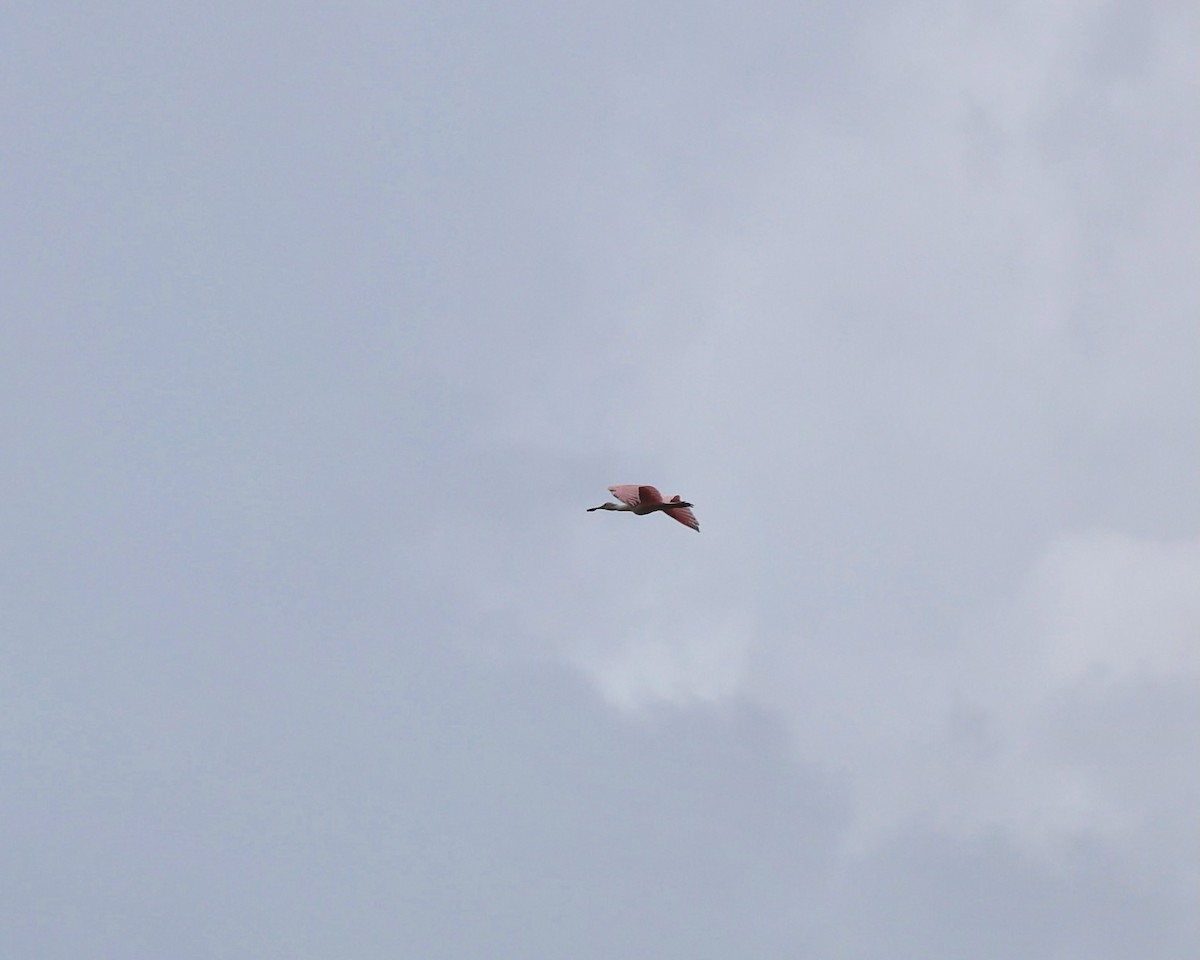 Roseate Spoonbill - ML587696871