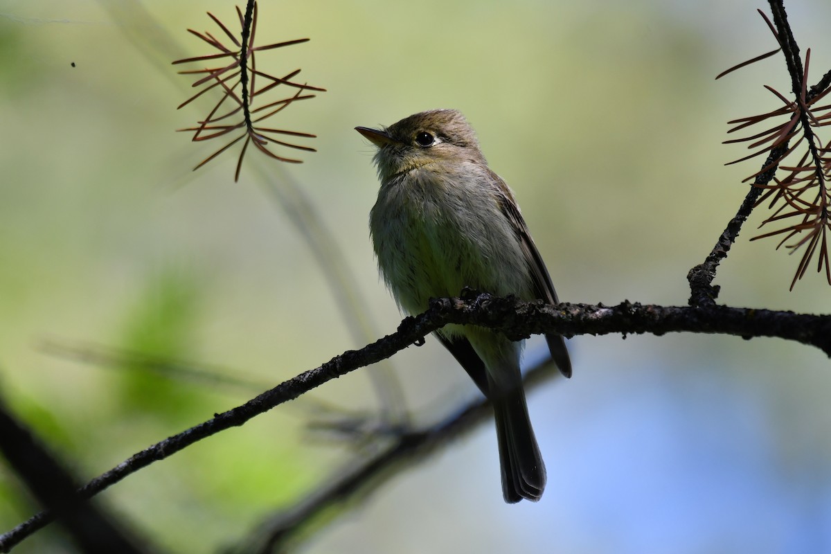 Western Flycatcher (Cordilleran) - ML587696971