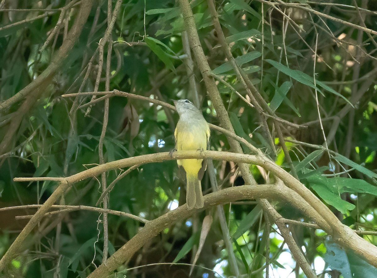 Greenish Elaenia - Robert Bochenek