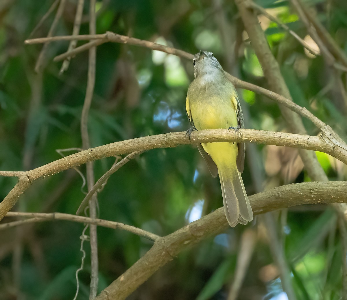 Greenish Elaenia - Robert Bochenek