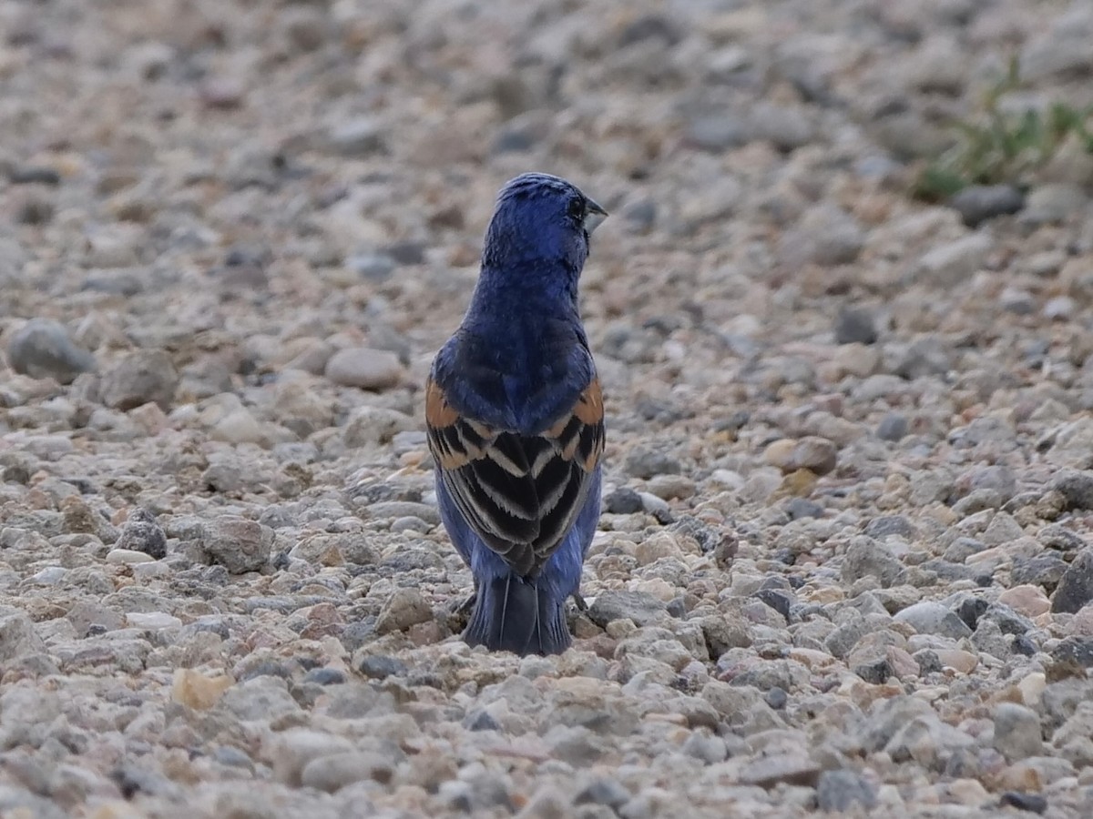 Blue Grosbeak - ML587697471