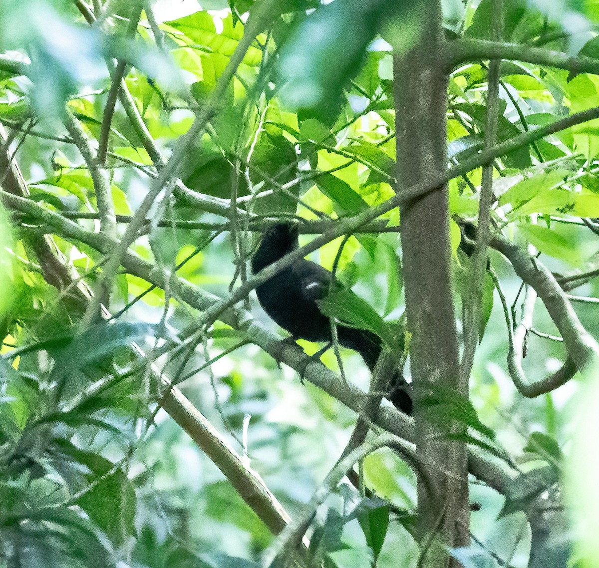 White-shouldered Fire-eye - Robert Bochenek