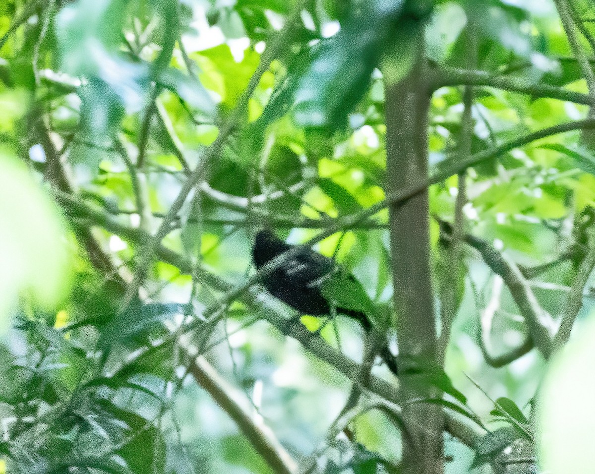 White-shouldered Fire-eye - Robert Bochenek