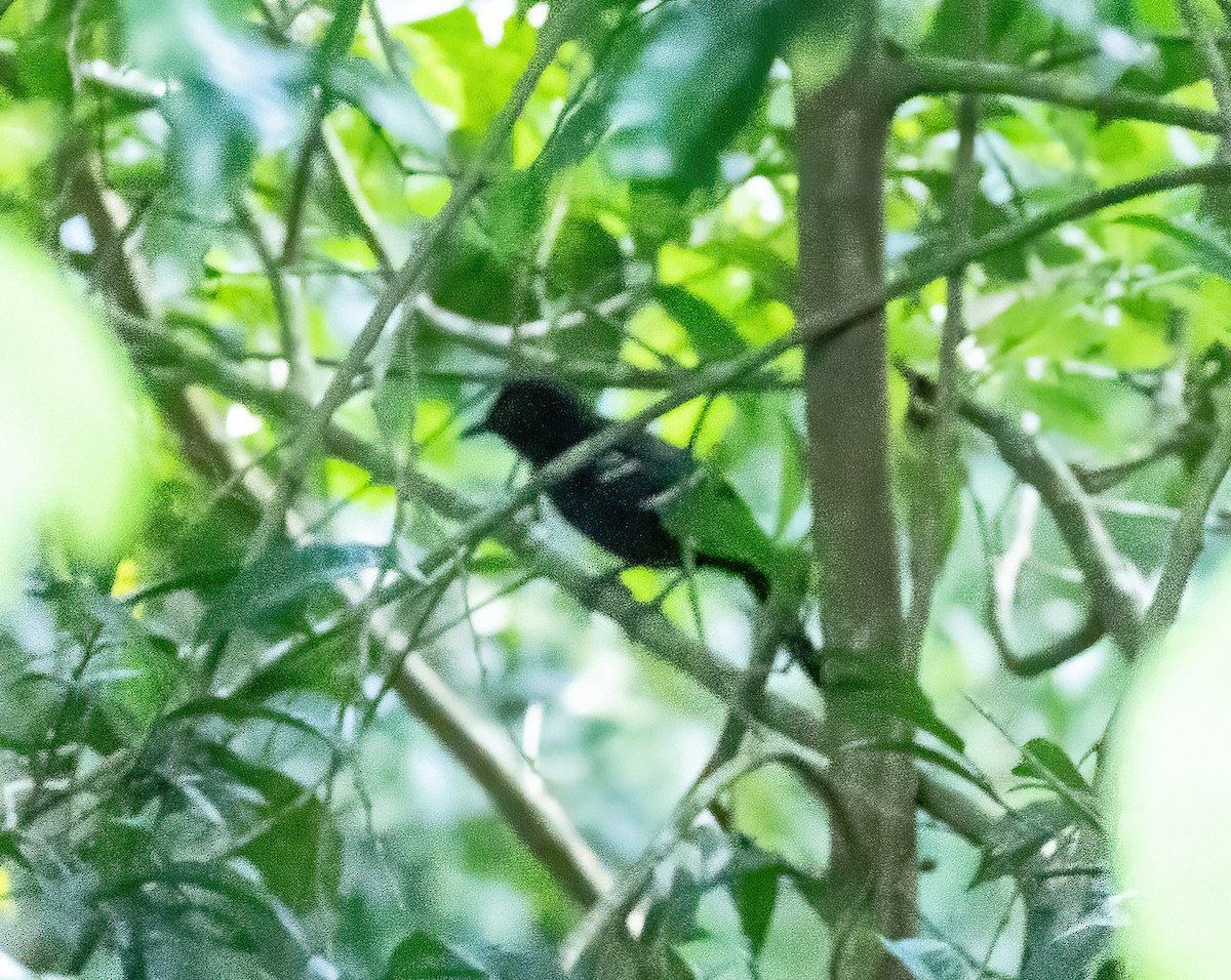 White-shouldered Fire-eye - Robert Bochenek