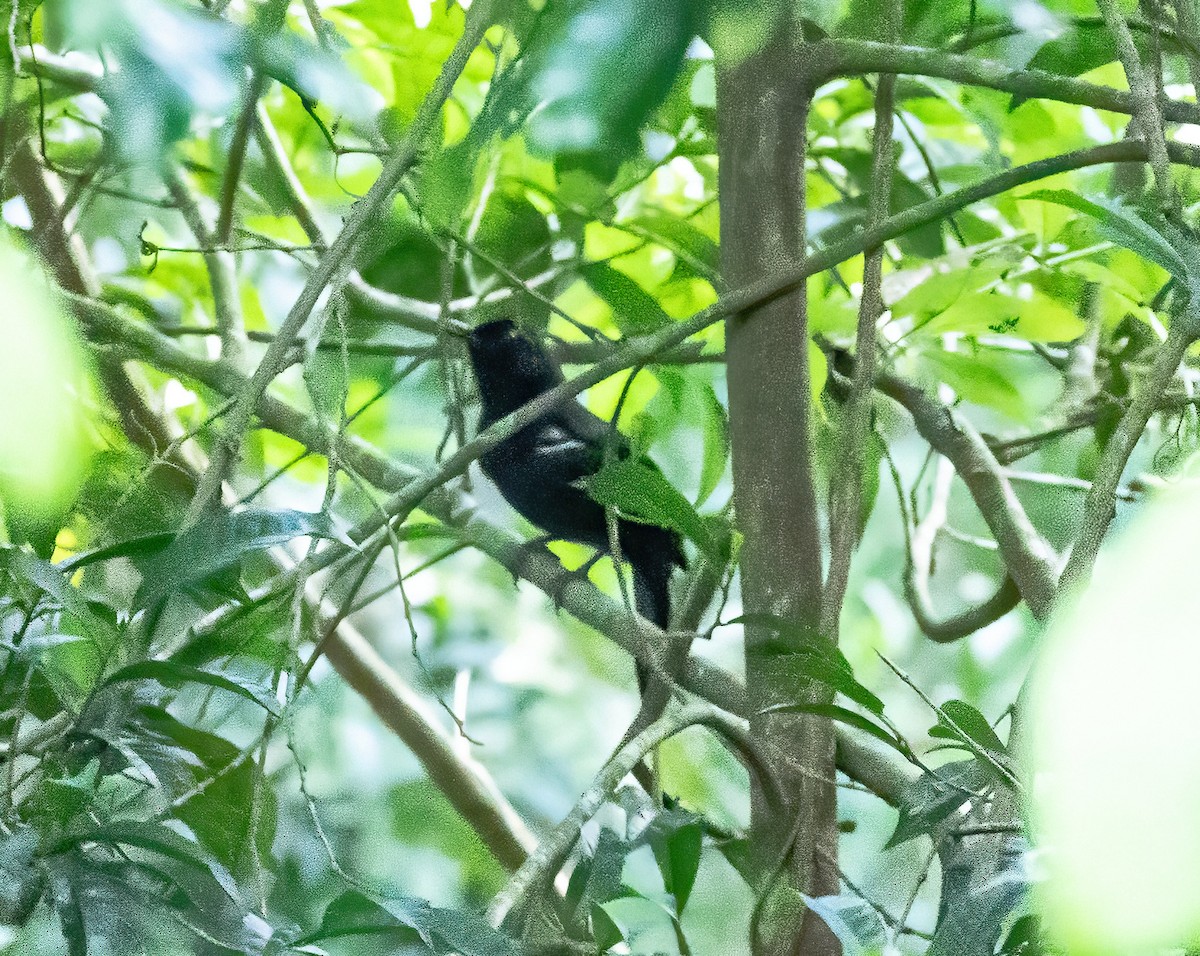 White-shouldered Fire-eye - Robert Bochenek