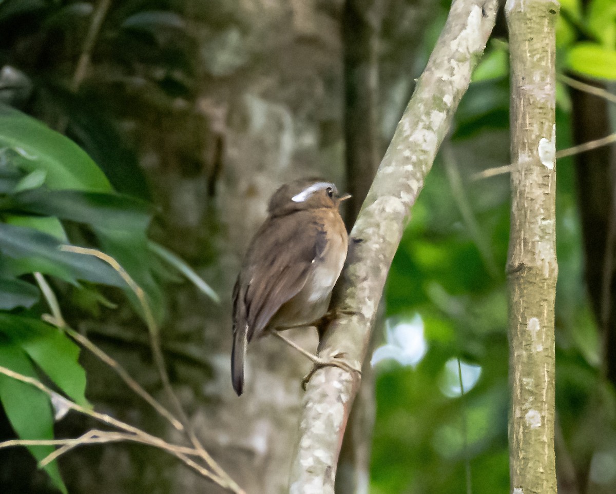 Rufous Gnateater - Robert Bochenek