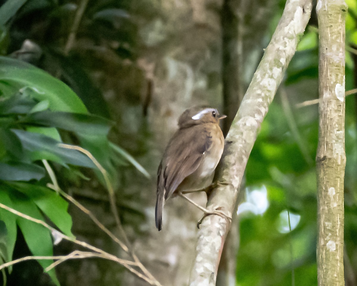 Rufous Gnateater - Robert Bochenek