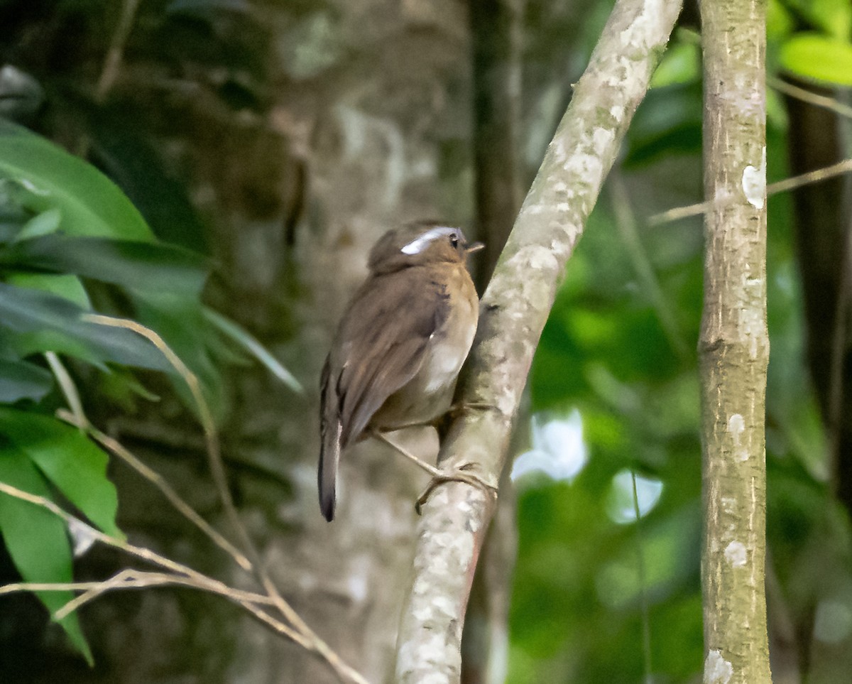 Rufous Gnateater - Robert Bochenek