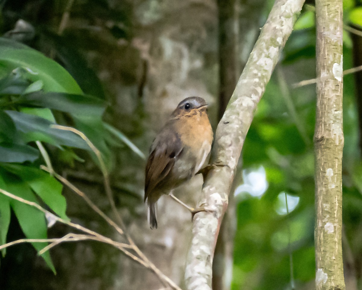 Rufous Gnateater - Robert Bochenek