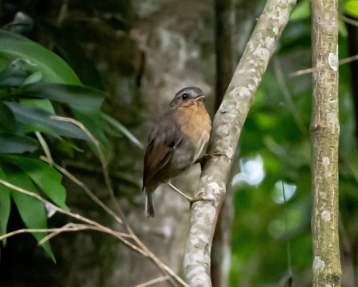 Rufous Gnateater - Robert Bochenek