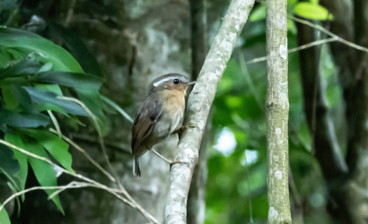 Rufous Gnateater - ML587700251