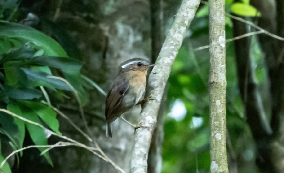 Rufous Gnateater - Robert Bochenek