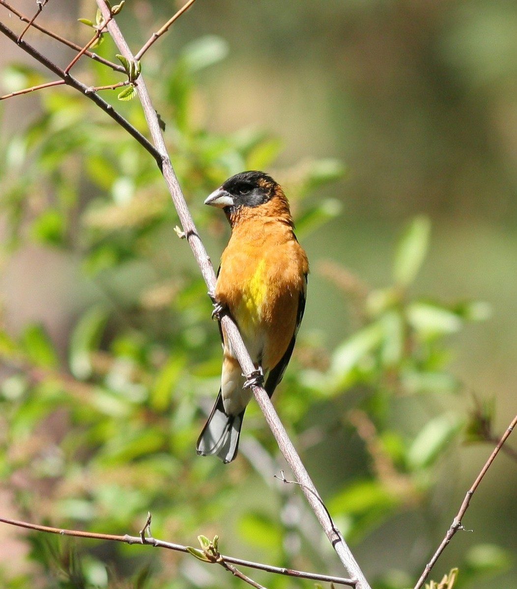 Black-headed Grosbeak - ML58770121