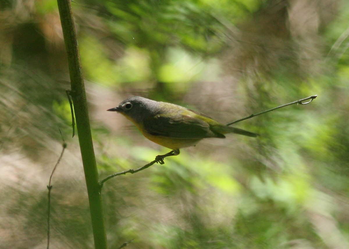 Nashville Warbler - ML58770171