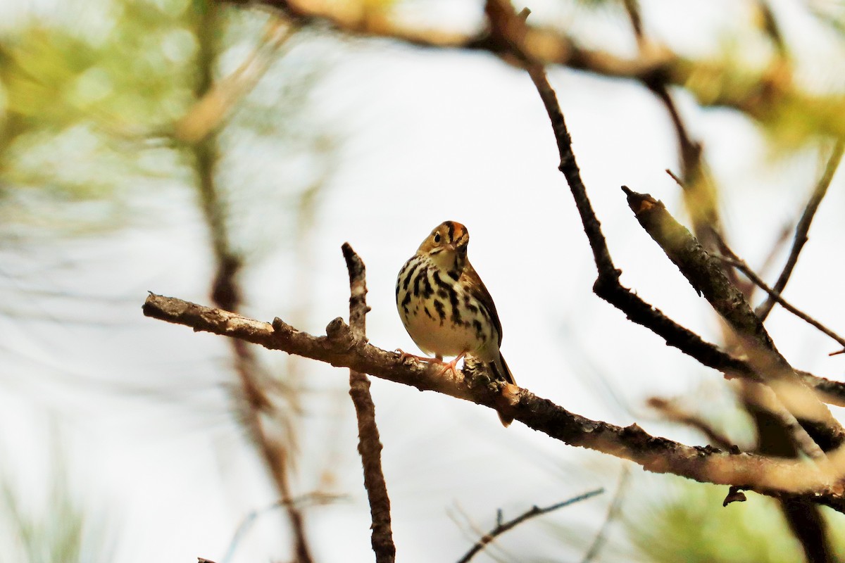 Ovenbird - ML587701771