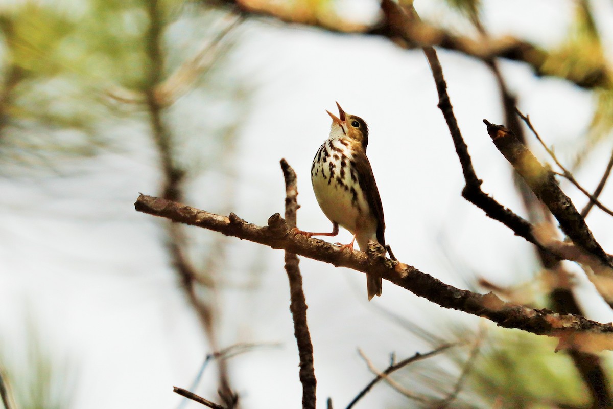 Ovenbird - ML587701781