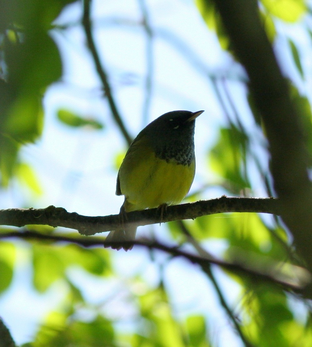 MacGillivray's Warbler - ML58770201