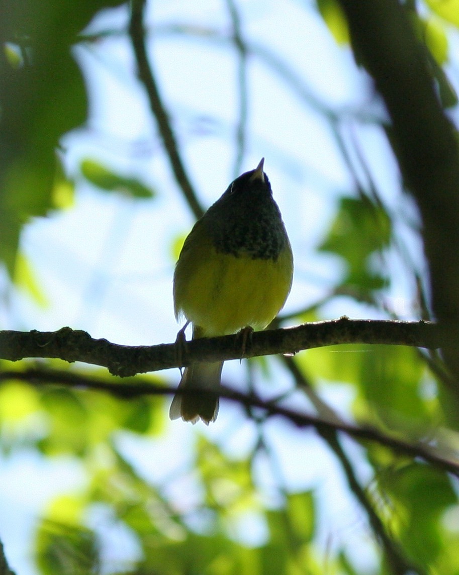 MacGillivray's Warbler - ML58770231