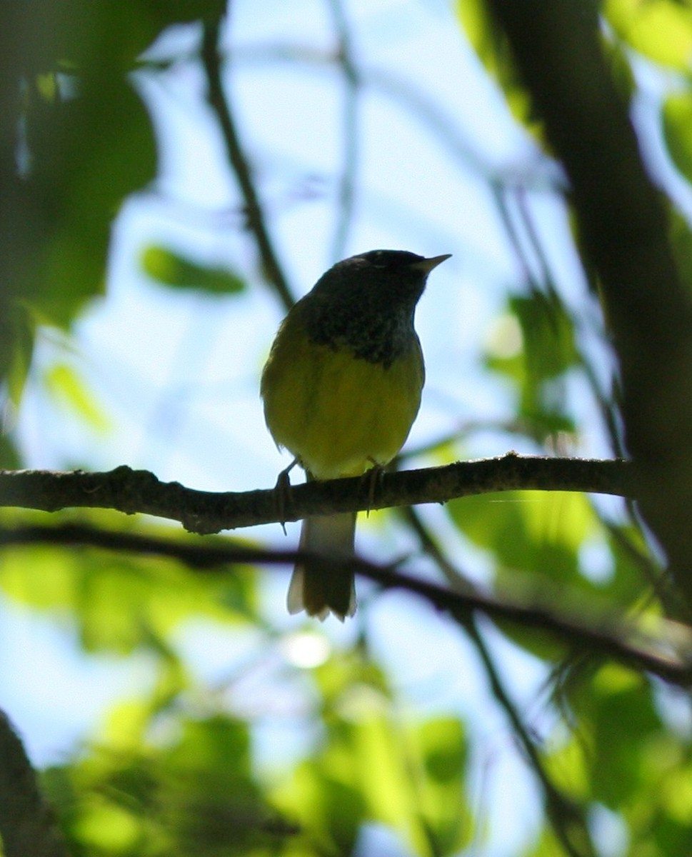 MacGillivray's Warbler - ML58770241