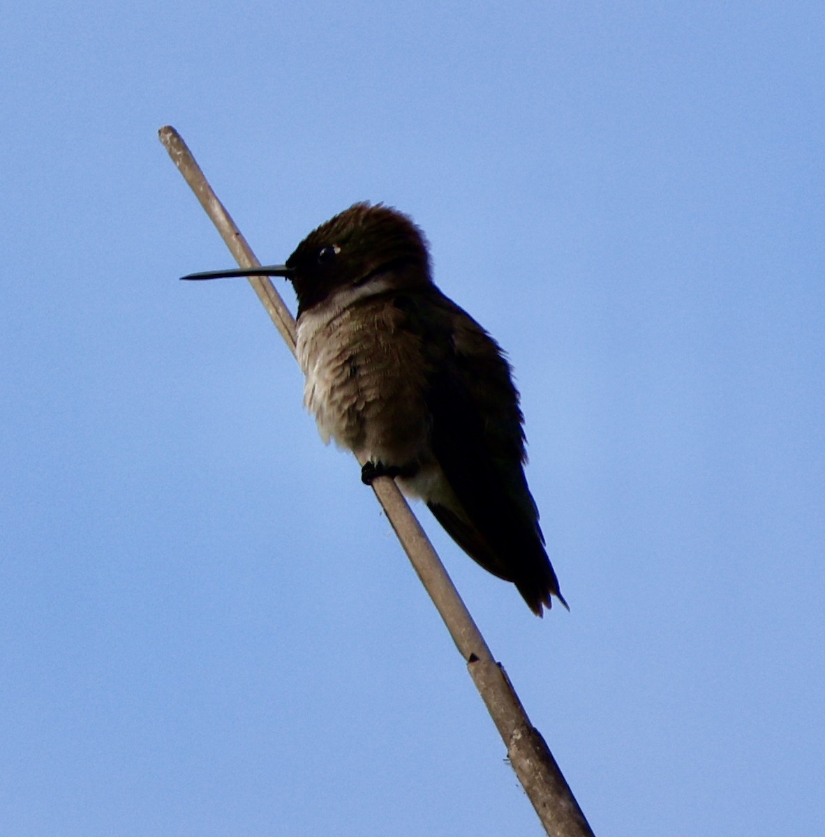 Black-chinned Hummingbird - ML587702491