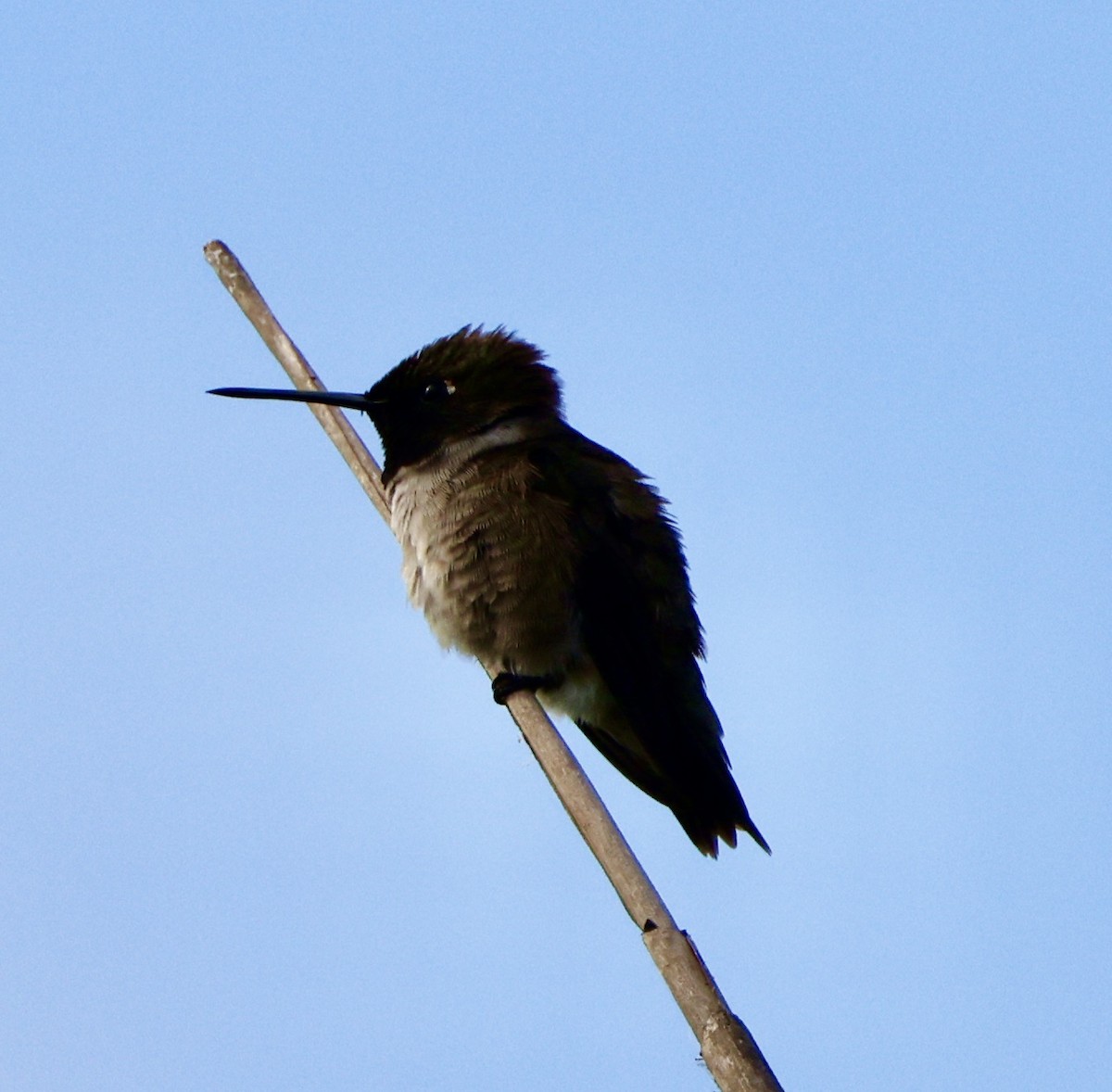 Black-chinned Hummingbird - ML587702501