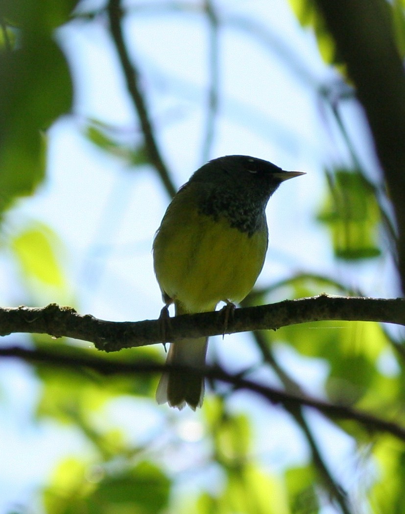 MacGillivray's Warbler - ML58770251