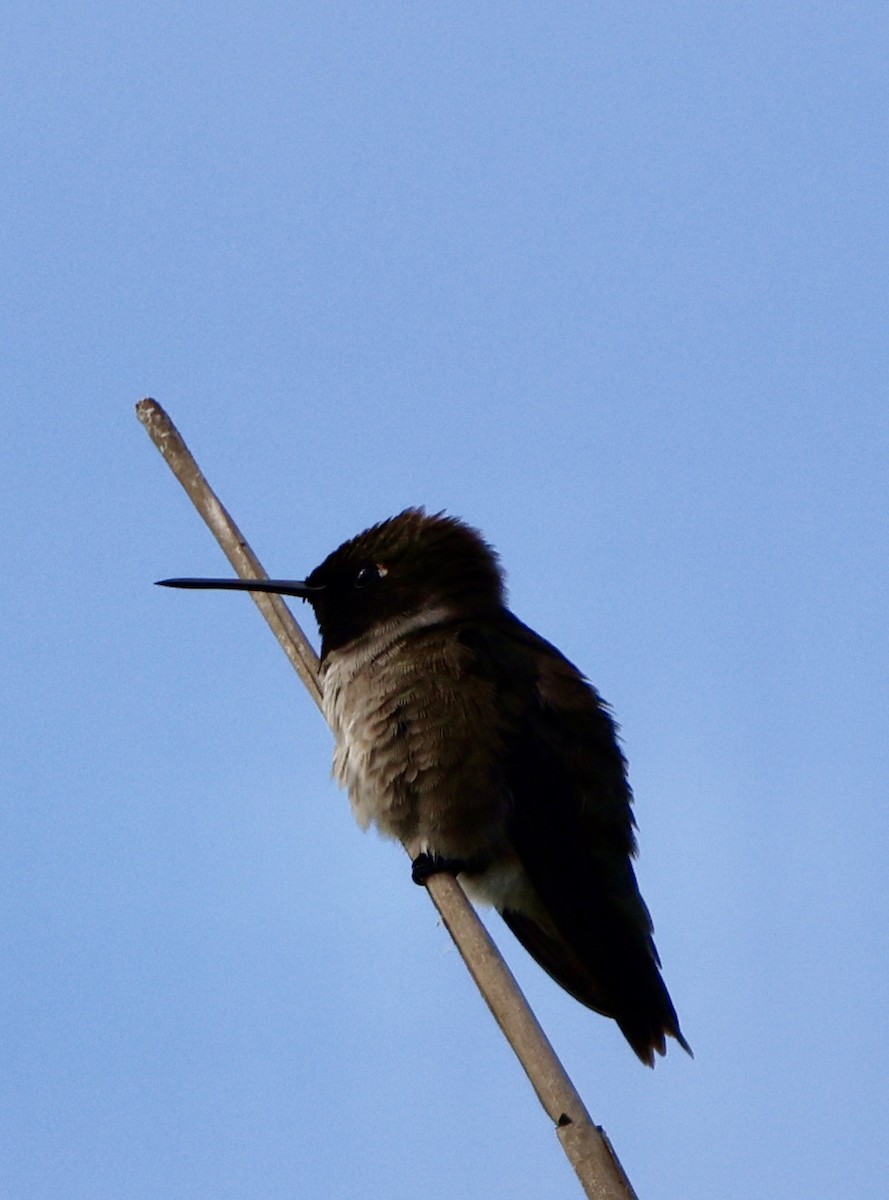Black-chinned Hummingbird - ML587702511
