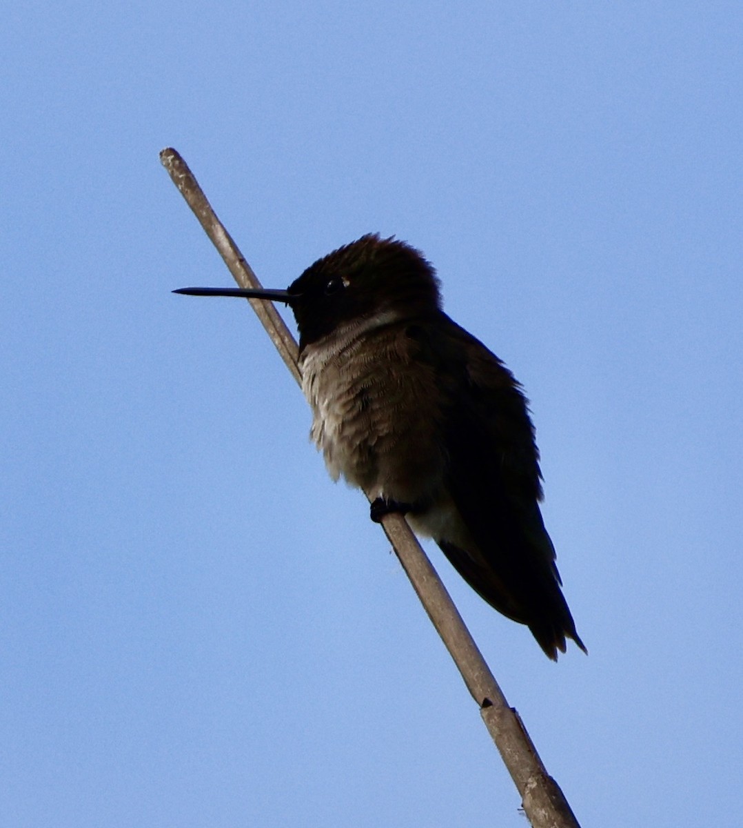 Black-chinned Hummingbird - ML587702521