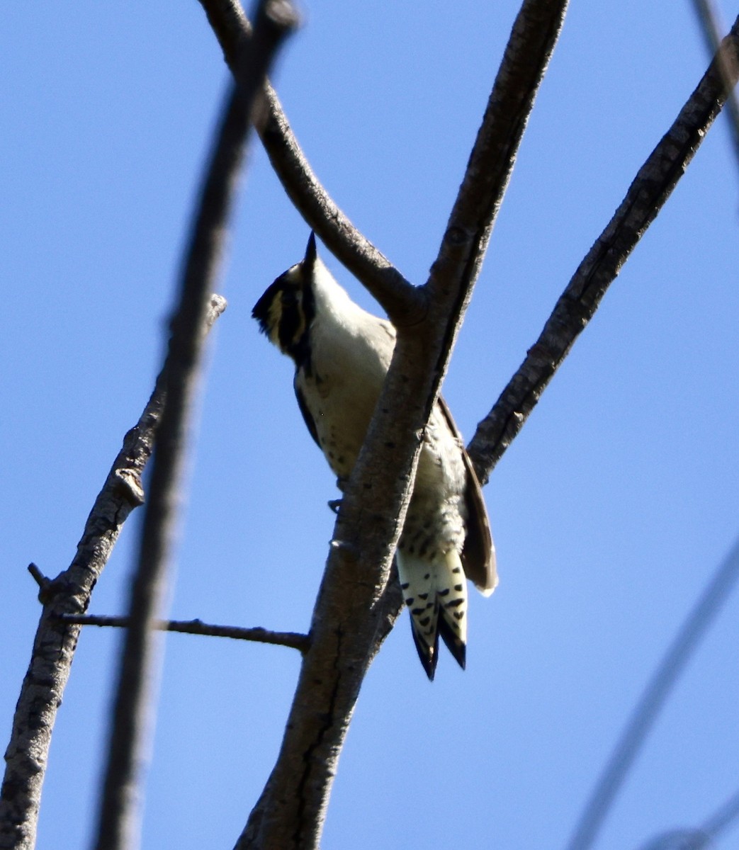 Nuttall's Woodpecker - ML587702951