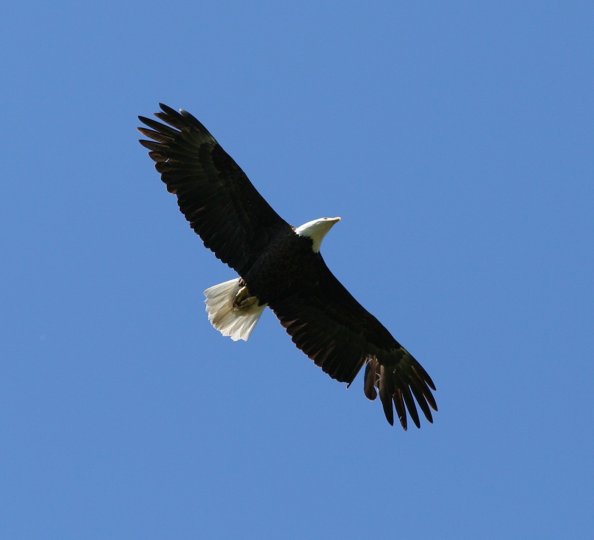 Bald Eagle - ML58770311