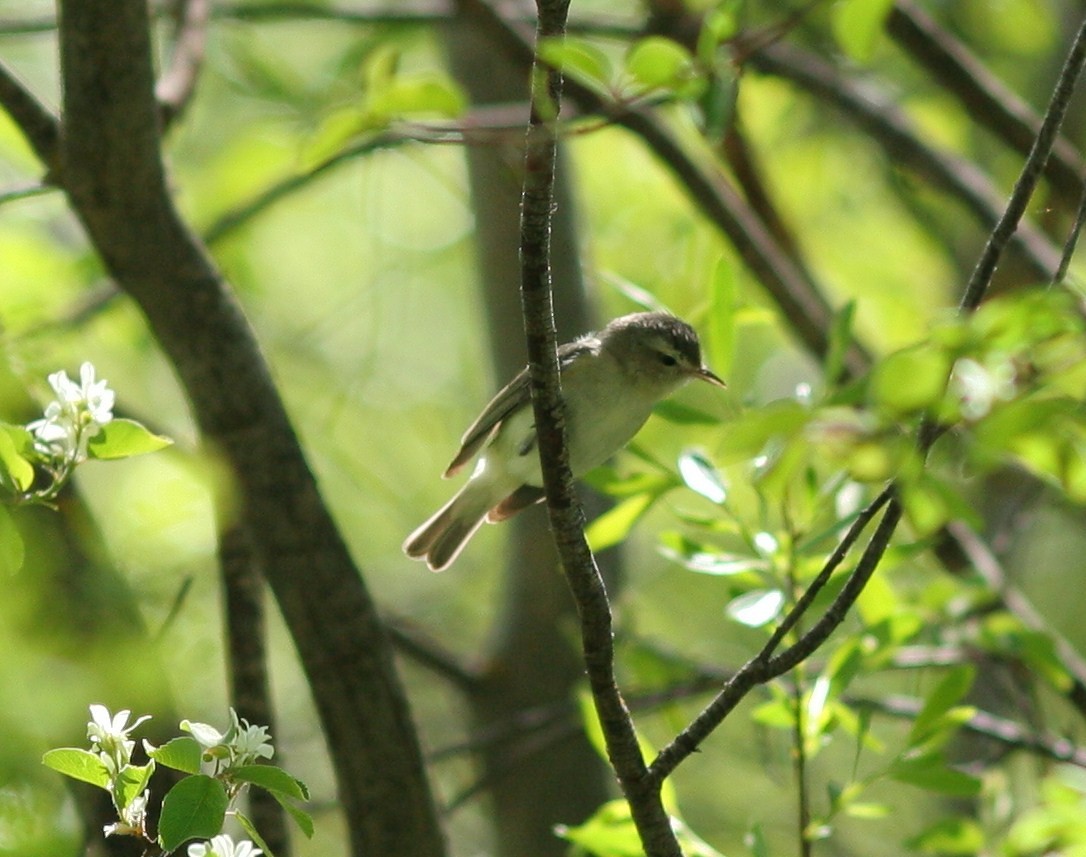 Warbling Vireo (Western) - ML58770341