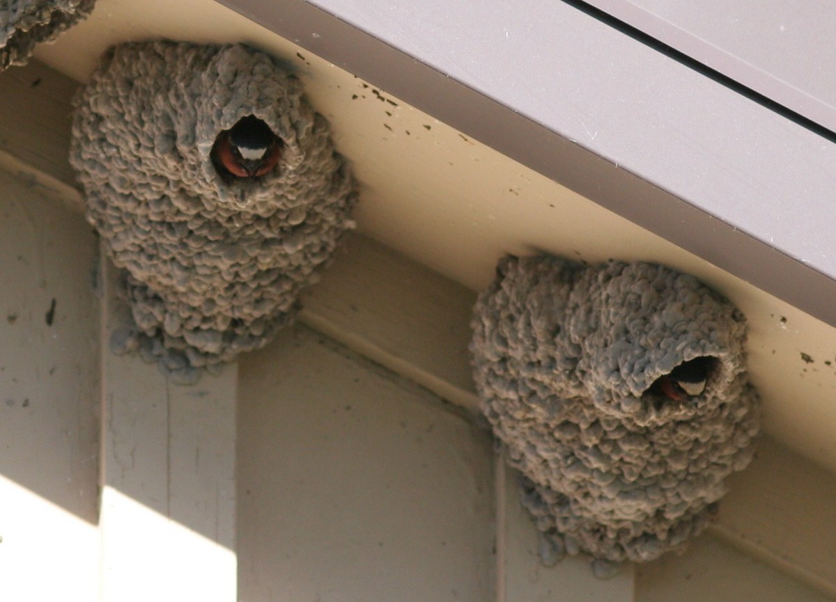 Cliff Swallow - ML58770351