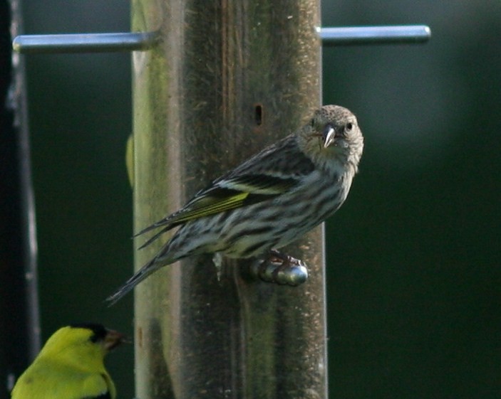 Pine Siskin - ML58770371