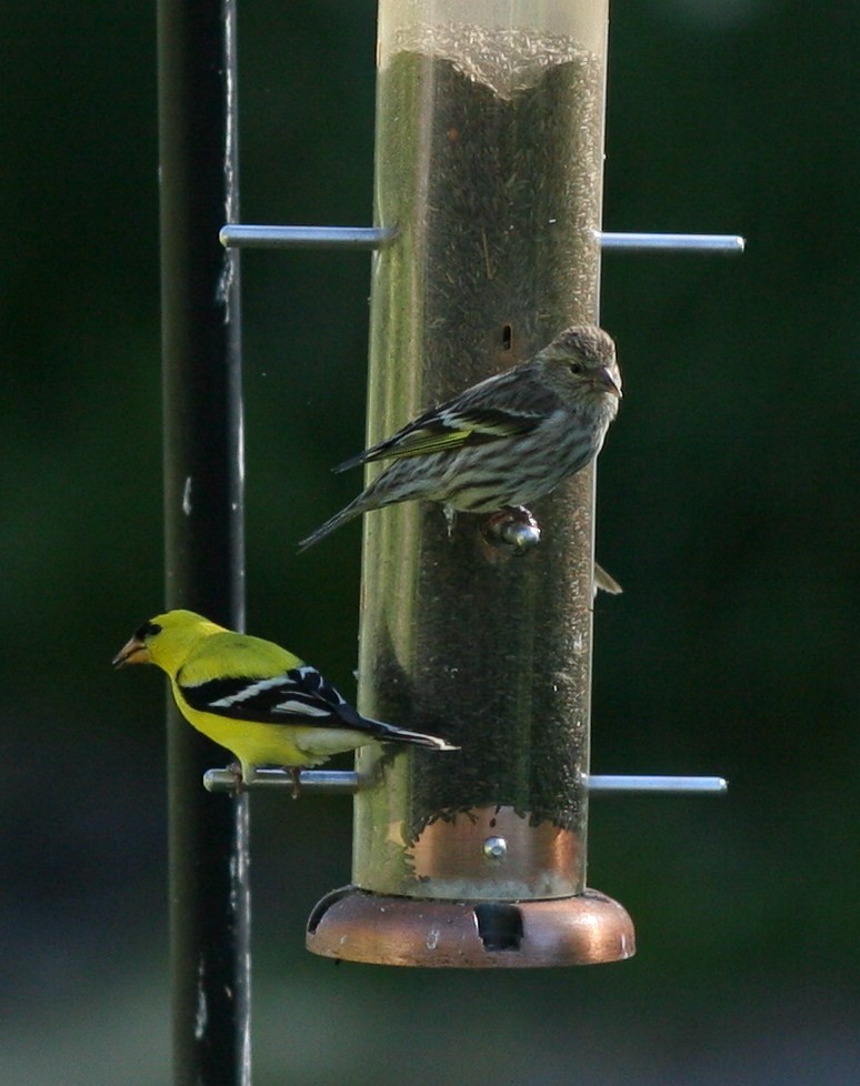 Pine Siskin - ML58770381