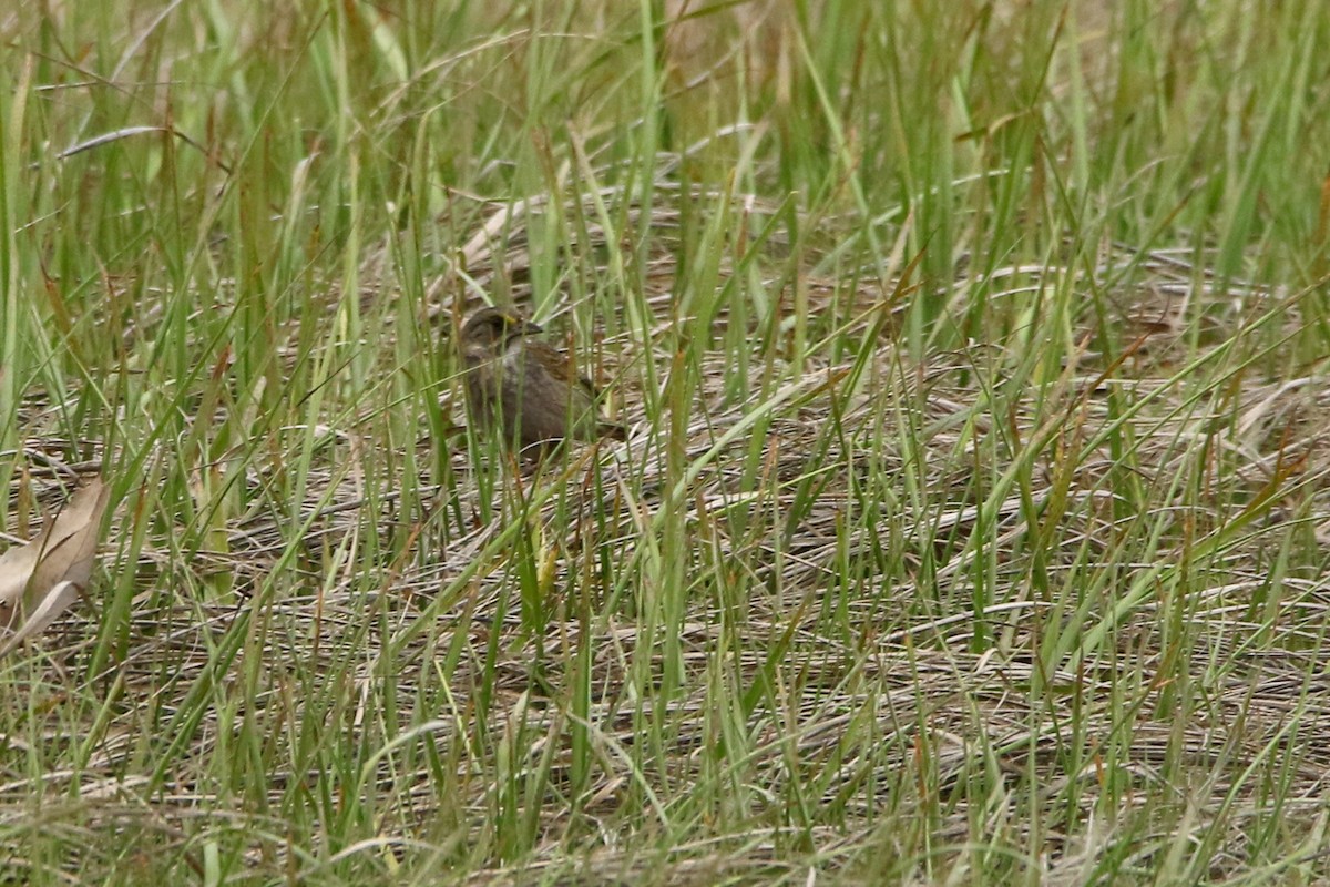 Seaside Sparrow - ML58770391