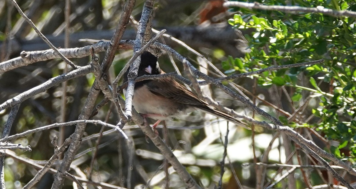 Dark-eyed Junco (Oregon) - ML587704101