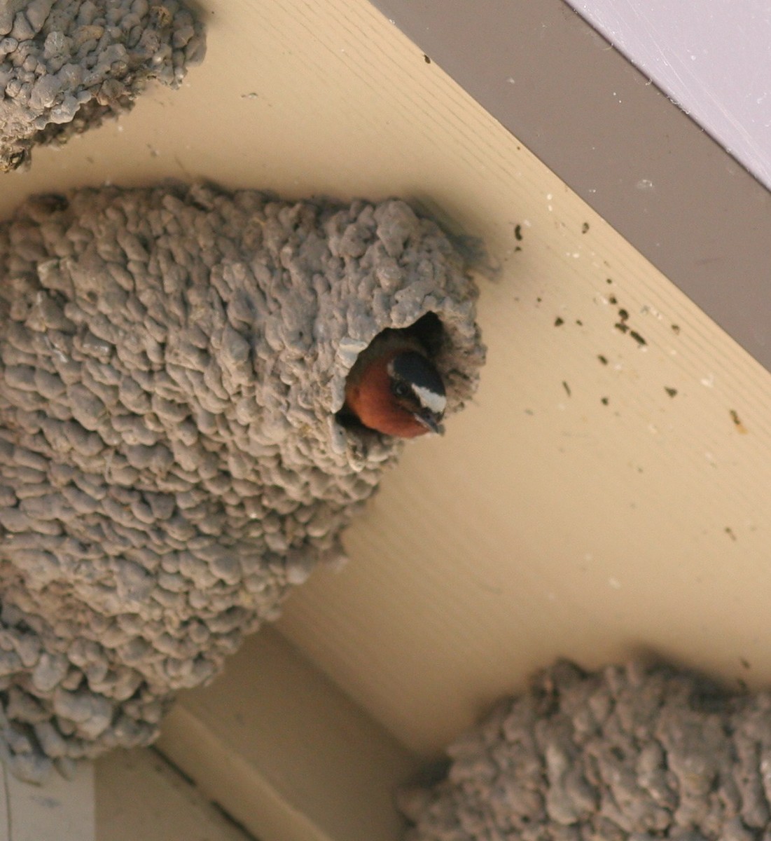 Cliff Swallow - ML58770411