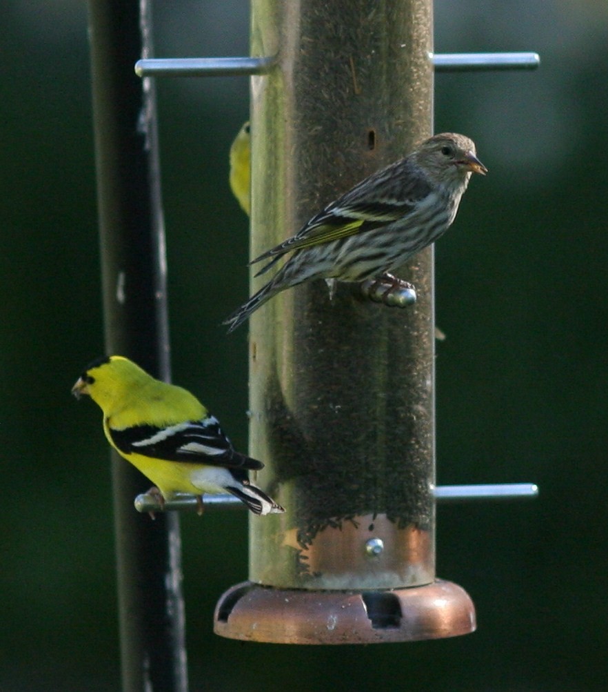 Pine Siskin - ML58770421