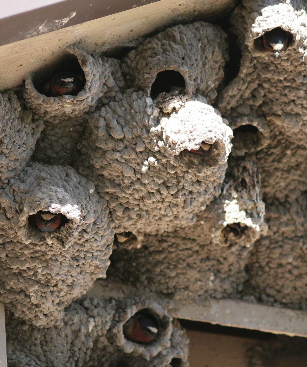Cliff Swallow - ML58770431