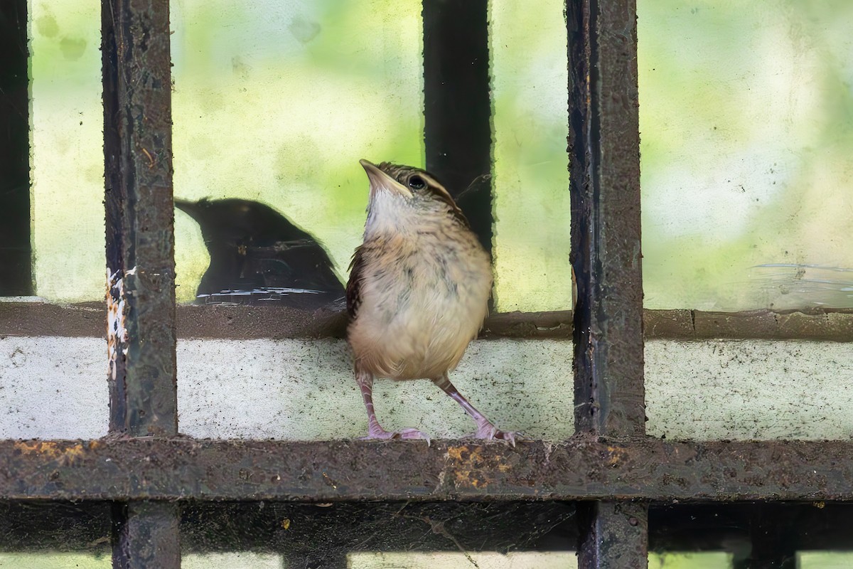 Carolina Wren - ML587704371